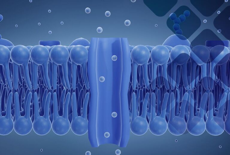 Zonulin Test