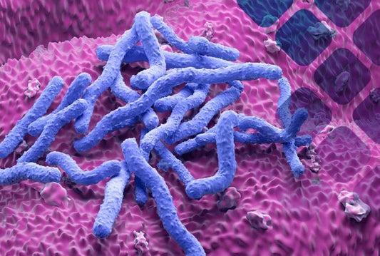 H. Pylori Antigen Test