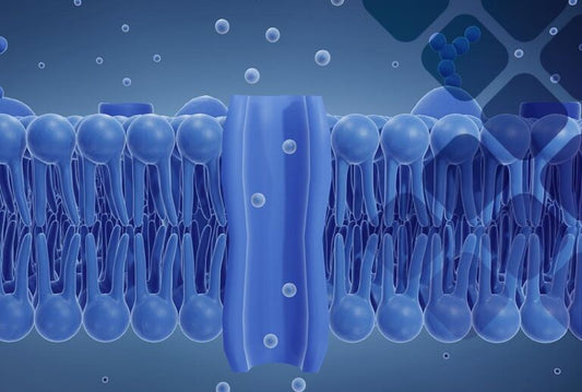 Zonulin Test